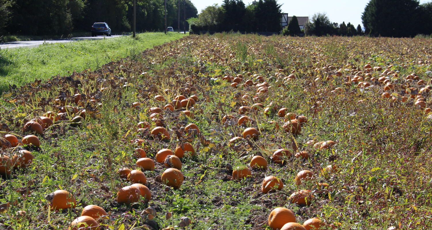 A pumpkin field at harvest time