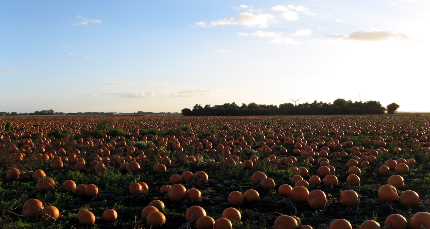 Pumpkins at harvest time