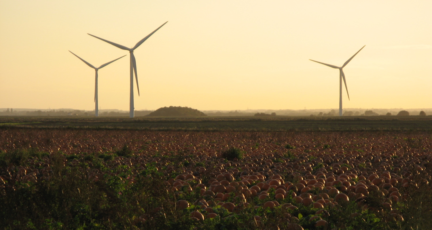Wind turbines behind a pumpkin field