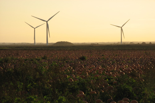 Field with turbines