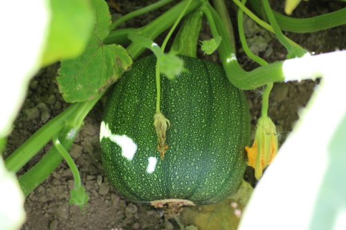 A pumpkin before ripening