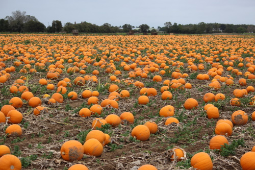 Pumpkins ready for harvest