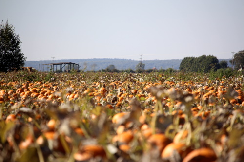 A pumpkin field