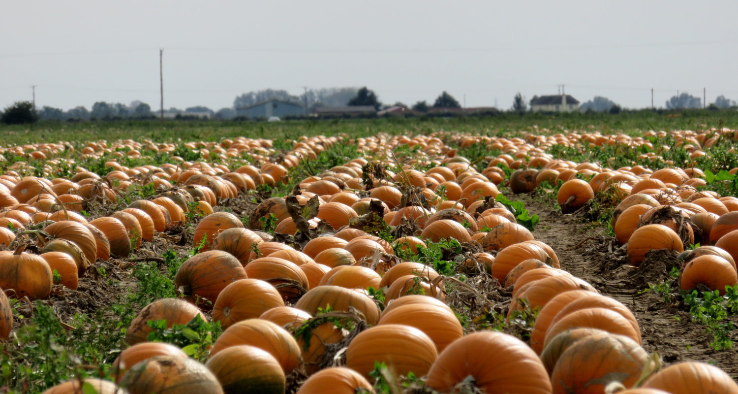 A pumpkin field