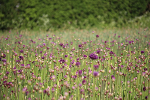 A flower field in South Lincolnshire