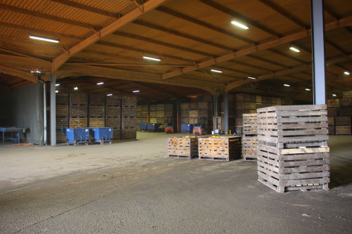 The packing shed at harvest time